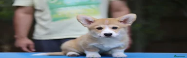 Welsh Corgi Pembroke 1
