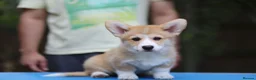 Welsh Corgi Pembroke dogs for sale: Quality  Corgi pembroke puppies available - Advert 7