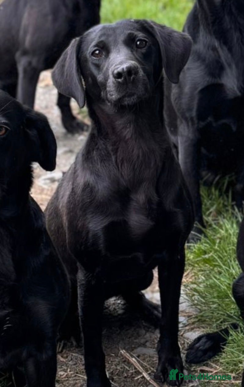 Labrador Retriever dogs for sale: Labradors in Tywyn - Advert 5