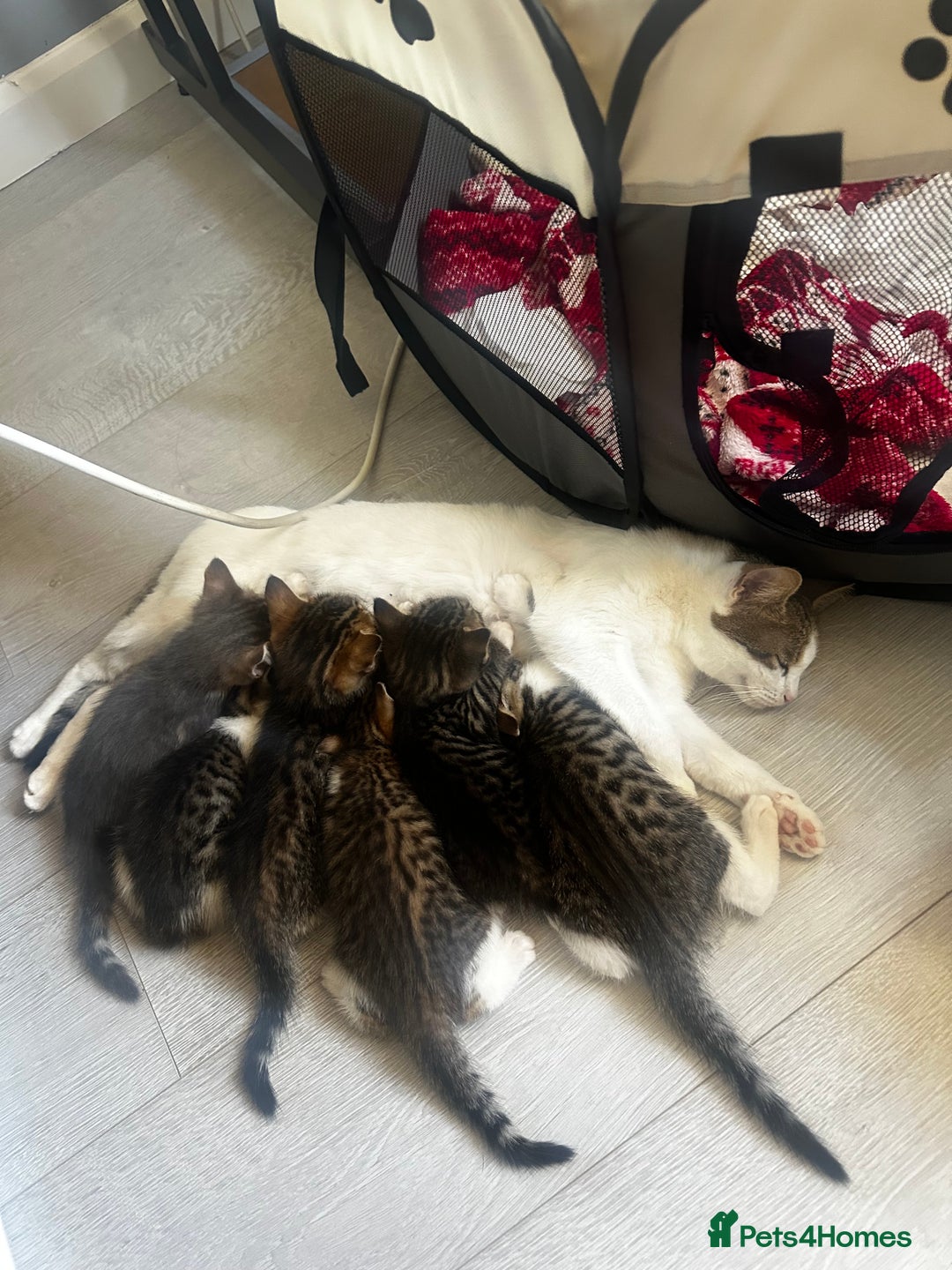 Mixed Breed cats for sale: Kittens for sale  - Image 5