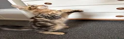 Maine Coon cats for sale: Maine Coons Kittens Ready to leave  in Salford - Advert 9