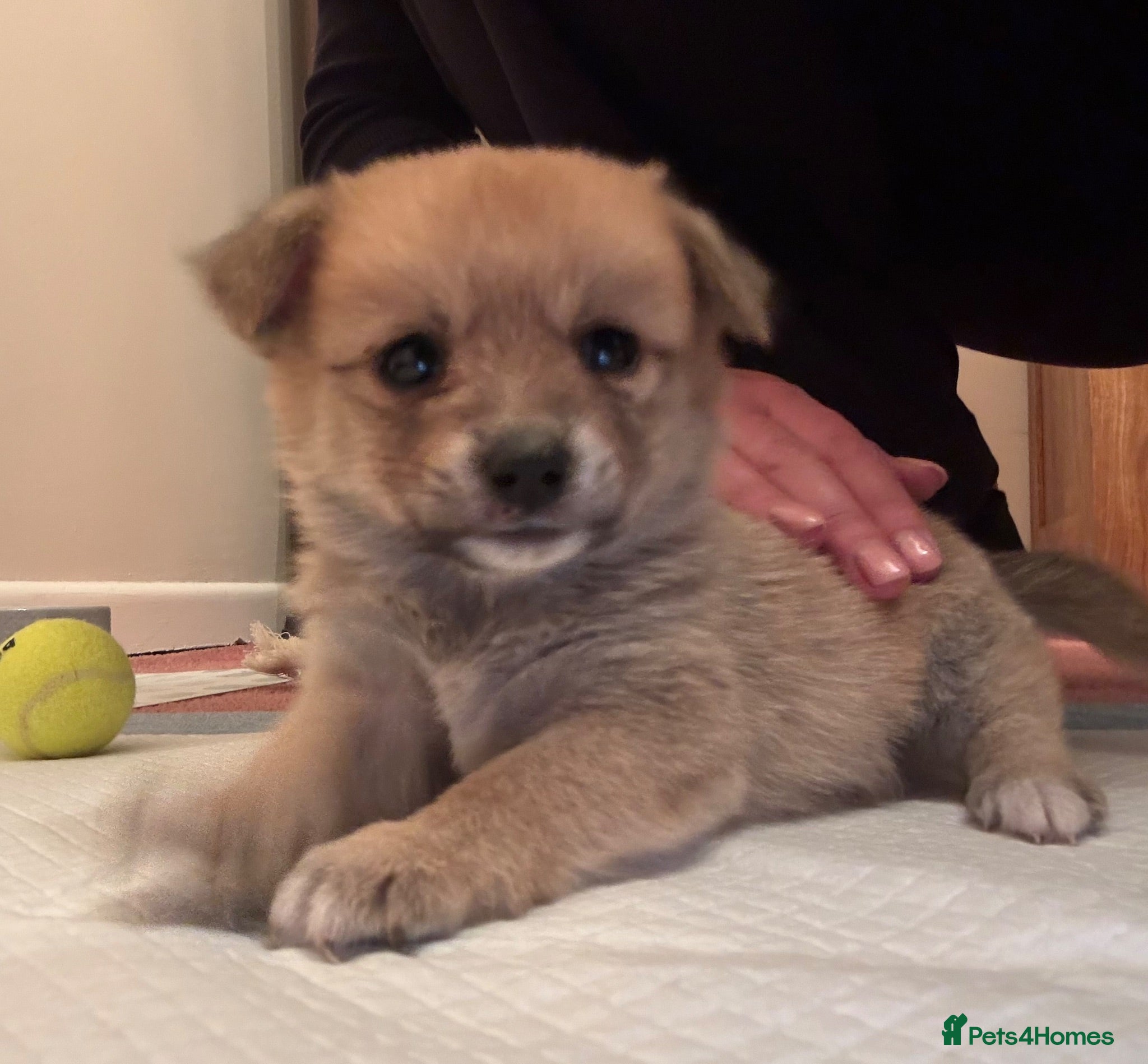 Mixed Breed dogs Pomeranian cross Jack Russell puppy - Advert 1