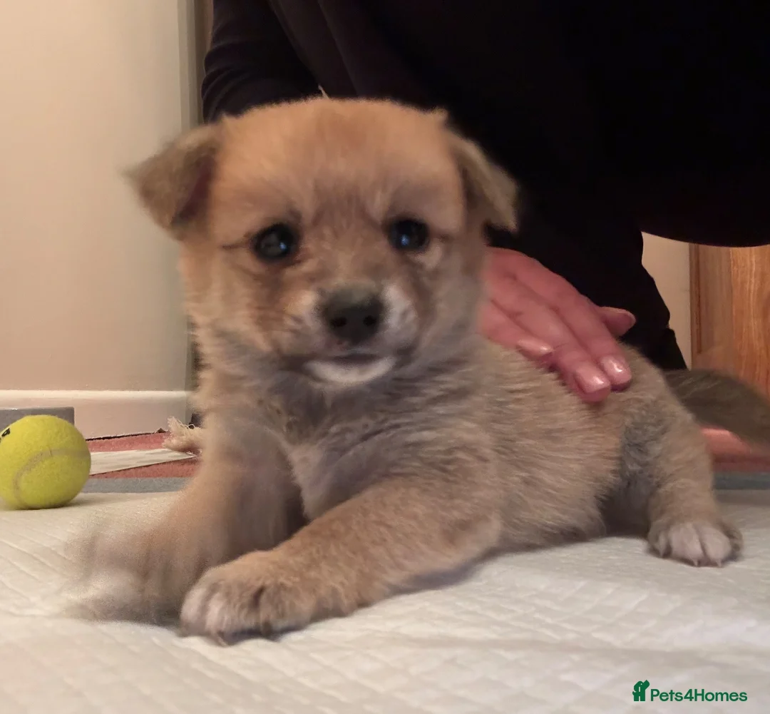 Mixed Breed dogs for sale: Pomeranian cross Jack Russell puppy in Swadlincote - Advert 1