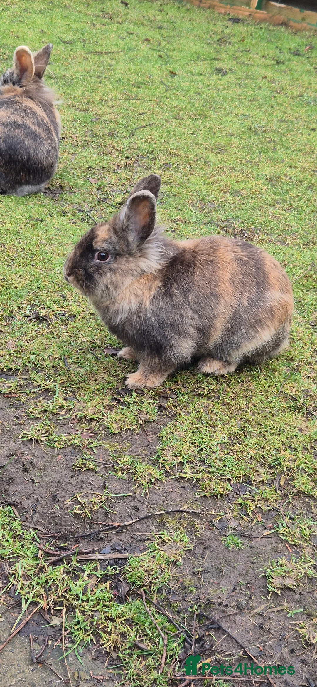 Mixed Breed rabbits for sale: Male rabbit - Advert 1