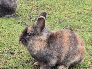 Mixed Breed rabbits Male rabbit - Advert 4