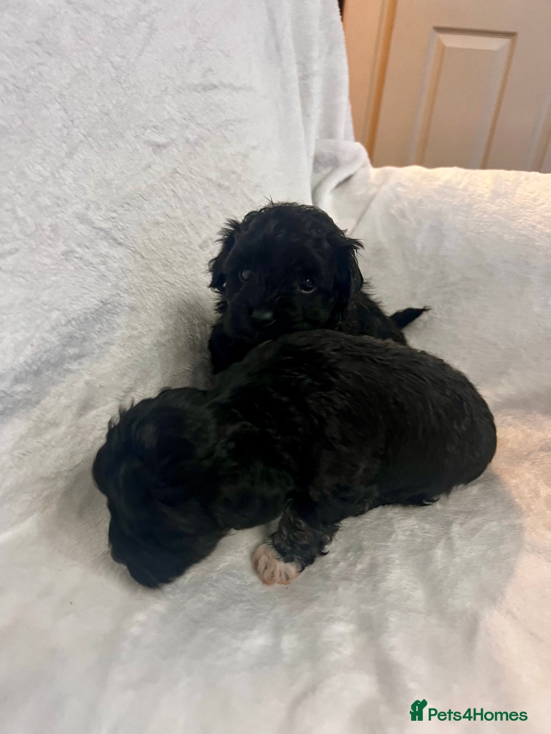 Maltipoo dogs for sale: Stunning F1 Maltipoos  - Advert 4
