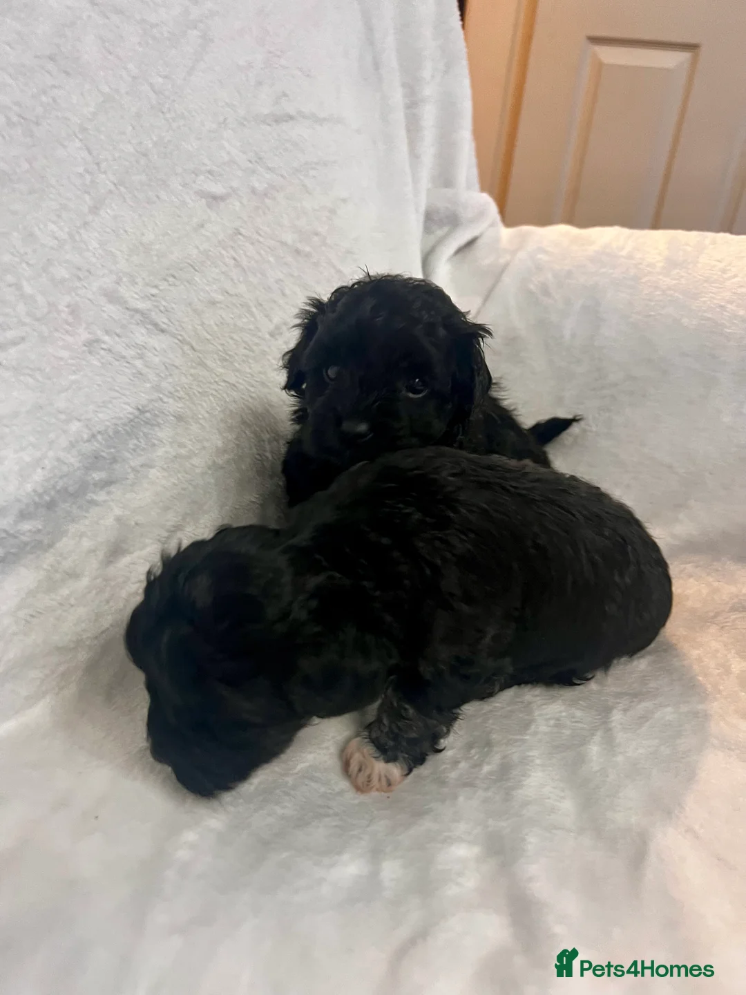 Maltipoo dogs for sale: STILL AVAILABLE!!! Stunning F1 Maltipoos  - Advert 7
