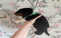 Basset Hound dogs for sale: Bassett hound puppies  - Advert 26
