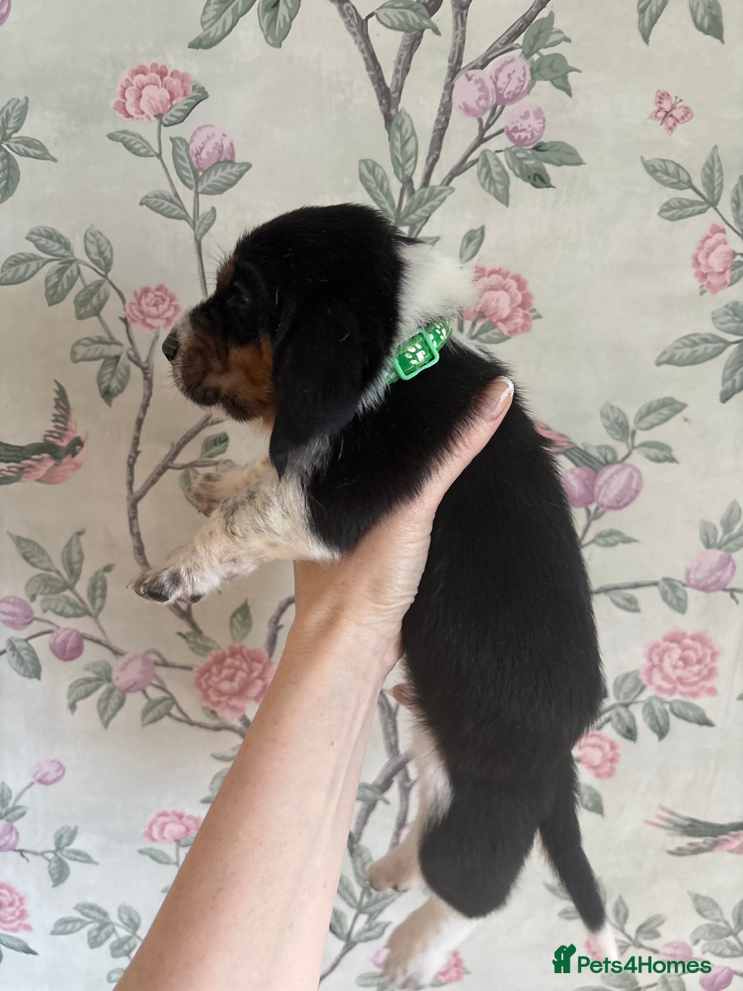 Basset Hound dogs for sale: Bassett hound puppies  - Advert 26