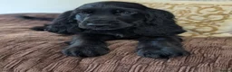 Cocker Spaniel dogs for sale: Health Tested KC Reg Showline Cocker Spaniel Pups - Advert 14