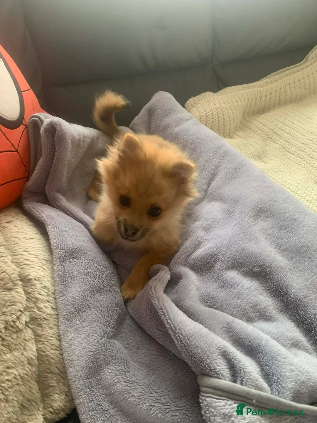 Pomchi dogs for sale: Pomchi 4 months old  - Advert 4
