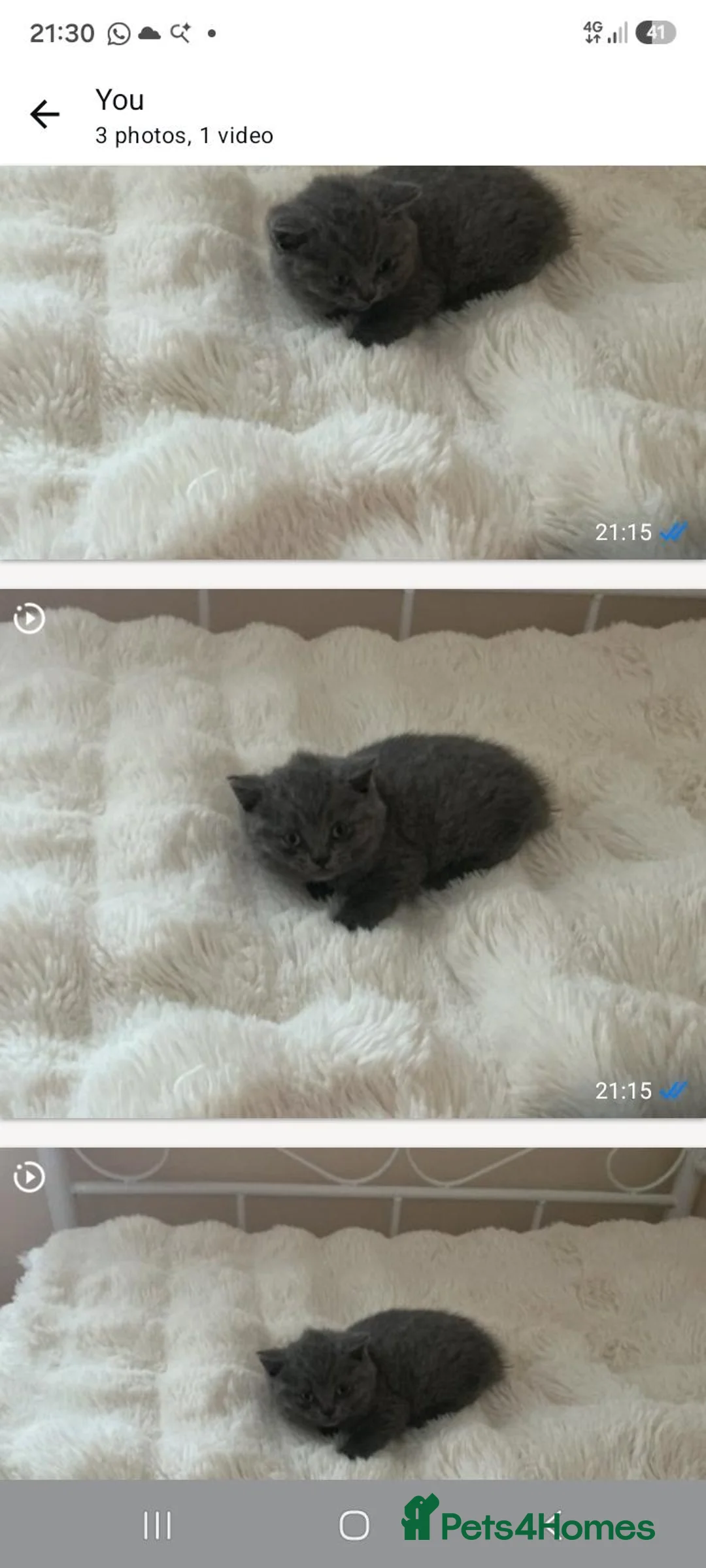 British Shorthair cats for sale: Gorgeous british shorthair girl in Nottingham - Advert 4