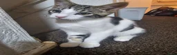 British Shorthair cats for sale: male cat - Advert 1