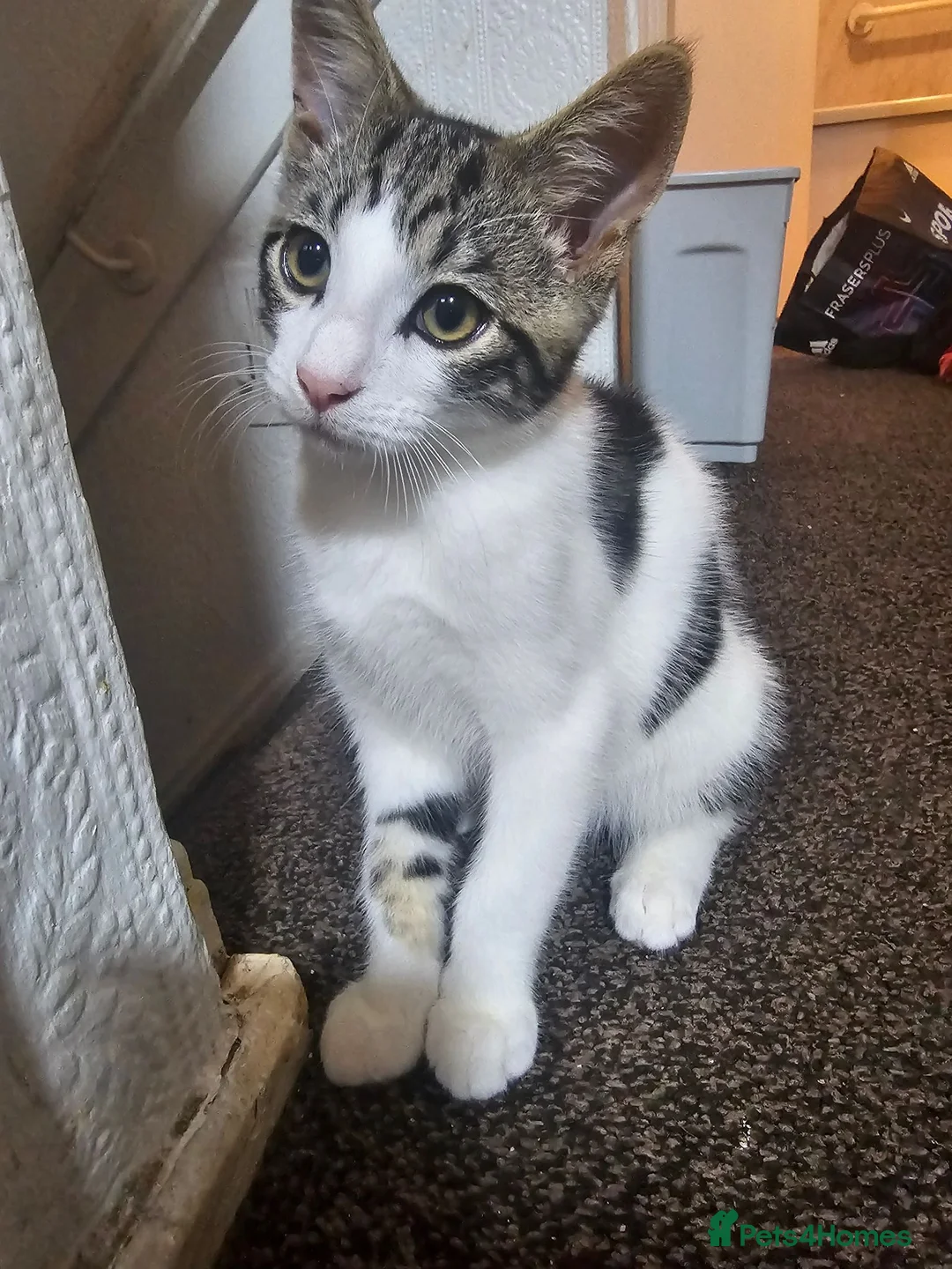 British Shorthair cats for sale: male cat - Advert 1