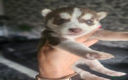 Siberian Husky dogs for sale: Gorgeous Litter of Husky Puppies - Image 38