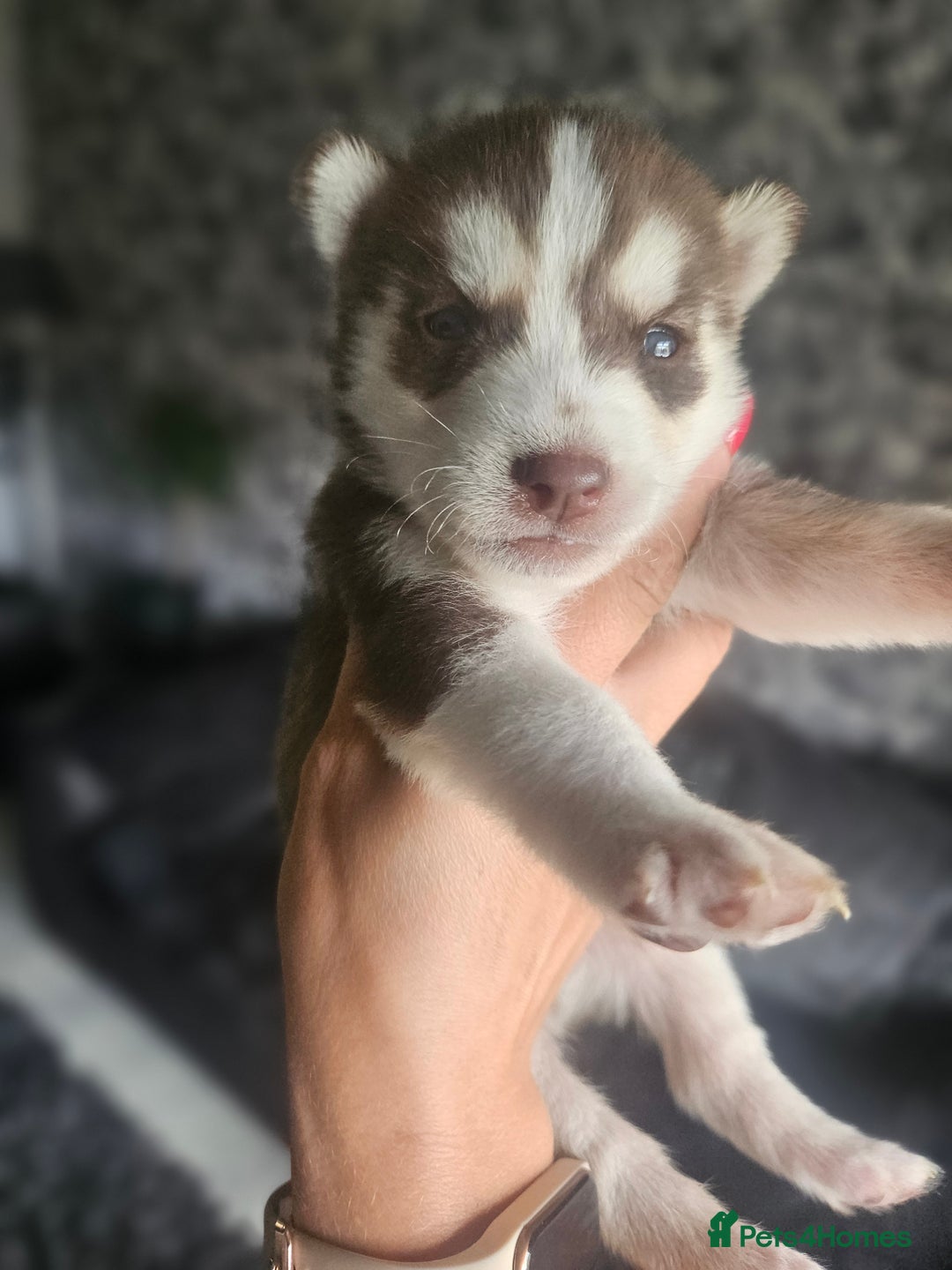 Siberian Husky dogs for sale: Gorgeous Litter of Husky Puppies - Image 38