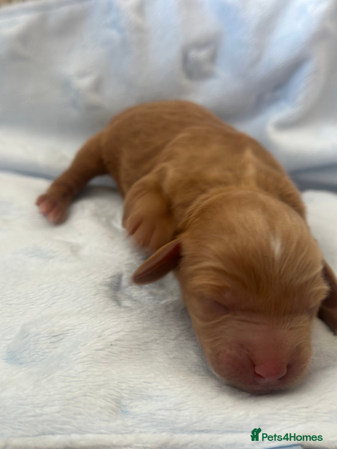 Cockapoo dogs for sale: Adorable F1B puppies born weekly pictures progress - Image 21