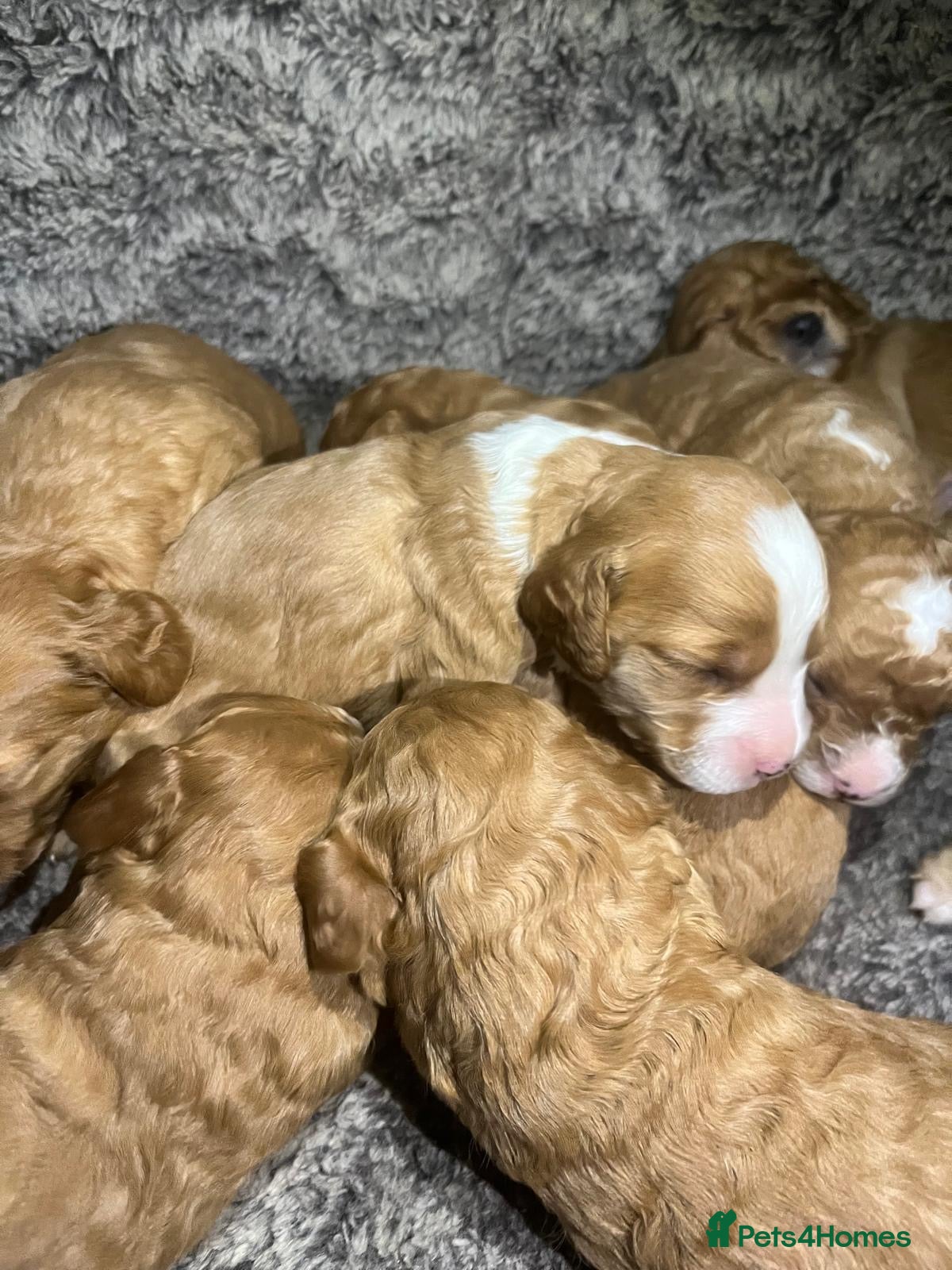 Cockapoo dogs Cockapoo puppies - Advert 1