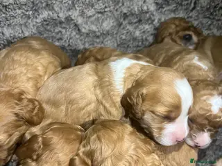 Cockapoo dogs Cockapoo puppies - Advert 1