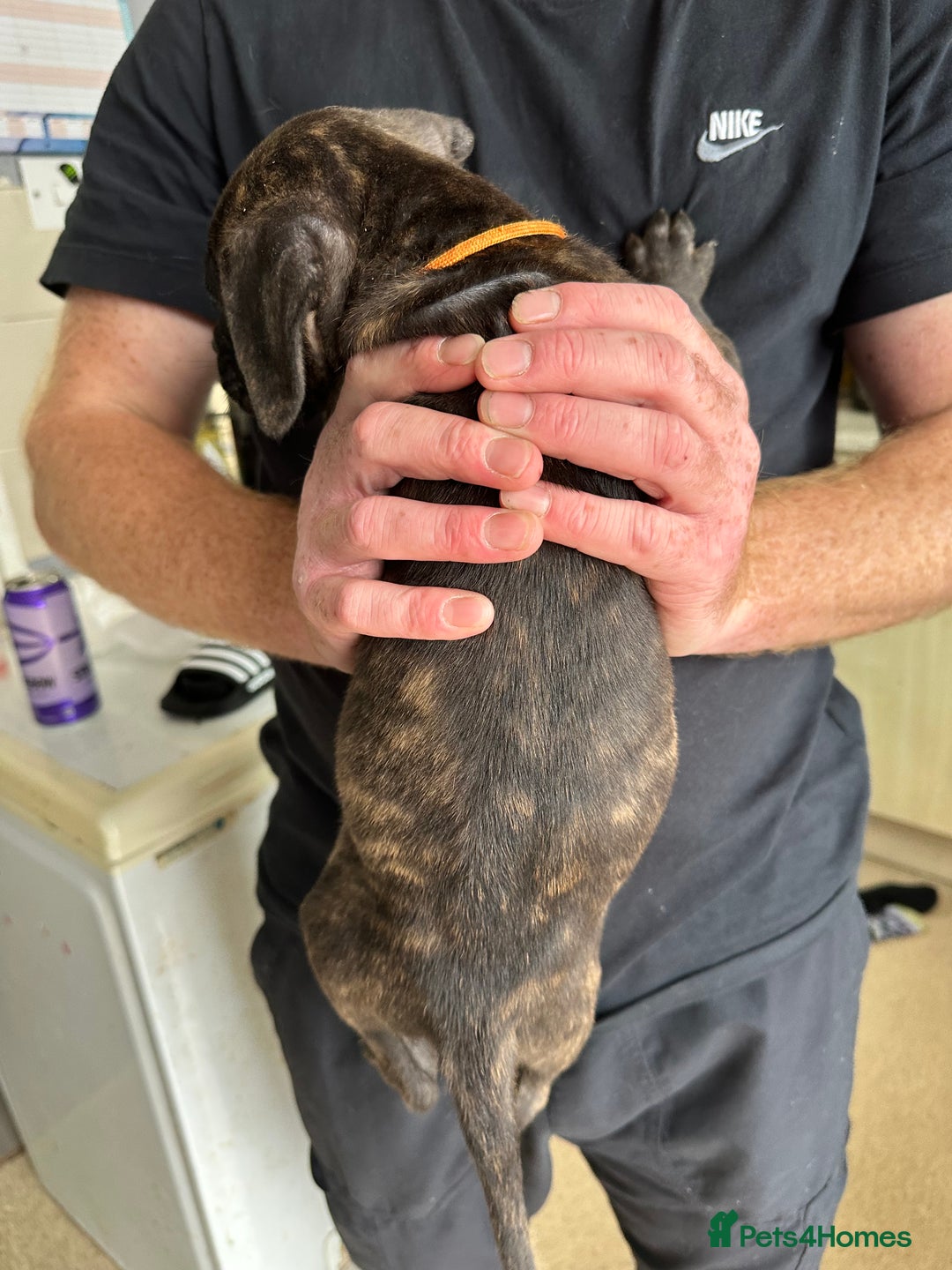 Mixed Breed dogs for sale: Cane corso x Staffordshire bull terrier  - Image 6