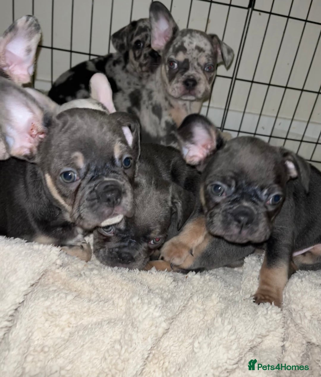 French Bulldog dogs for sale: READY NOW French bulldog pups REDUCED - Advert 21