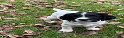English Springer Spaniel dogs for stud:  Black & White English Springer Spaniel For Stud - Advert 11