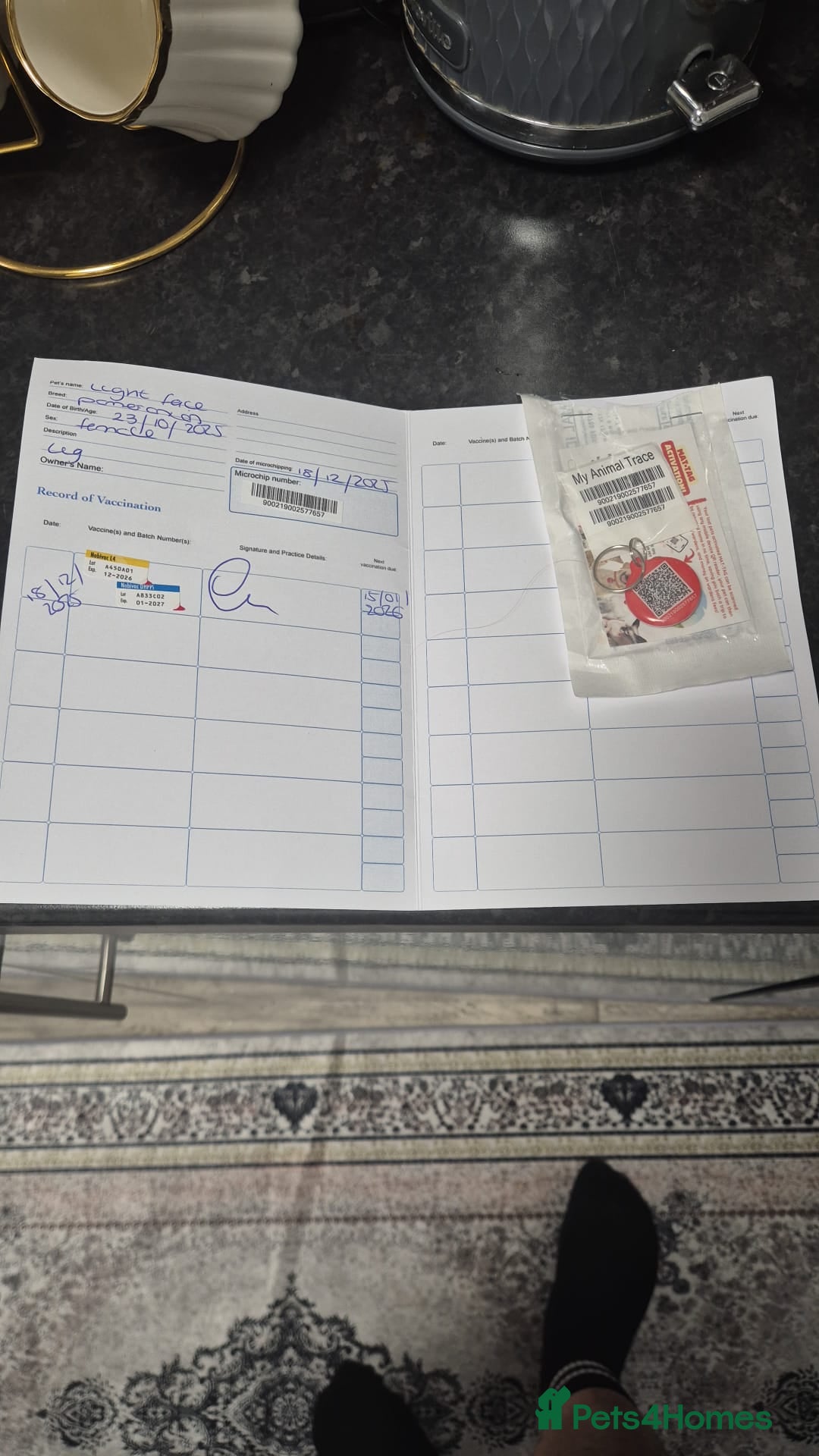 Pomeranian dogs for sale: Pomeranian - Advert 9