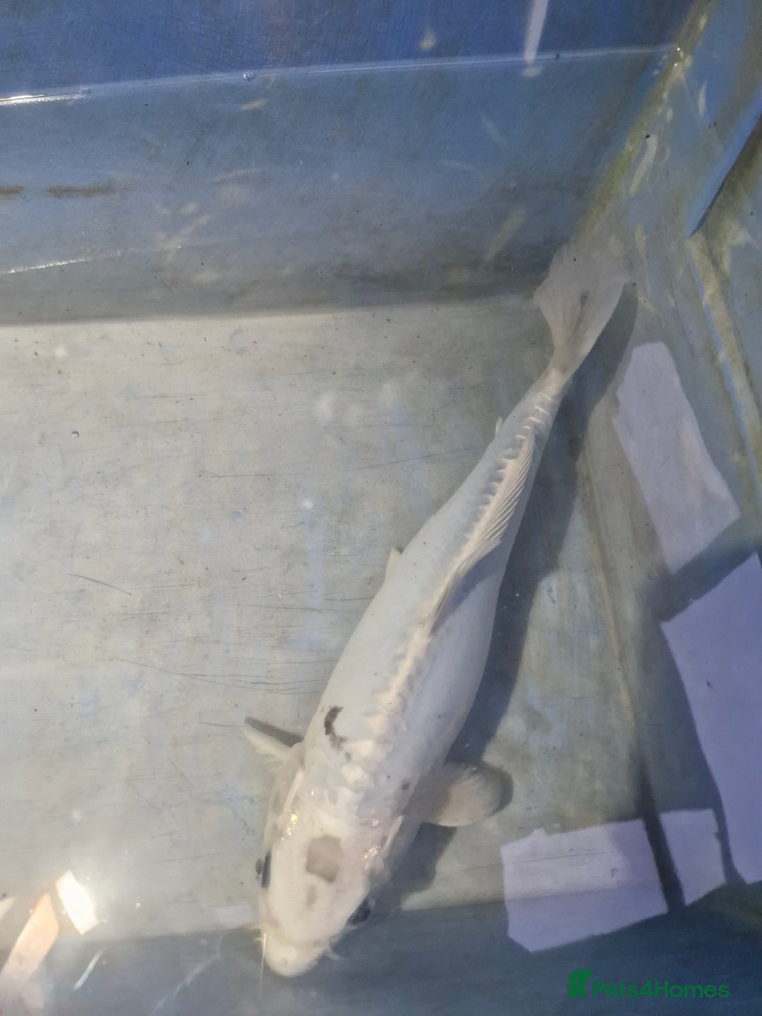 Koi Carp fish for sale: Koi carp various sizes - Advert 10