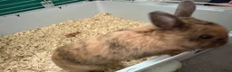 Mixed Breed rabbits for sale: 1 year old rabbit  in Hatfield - Advert 6