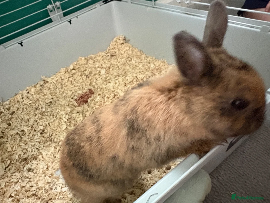 Mixed Breed rabbits for sale: 1 year old rabbit  in Hatfield - Advert 6