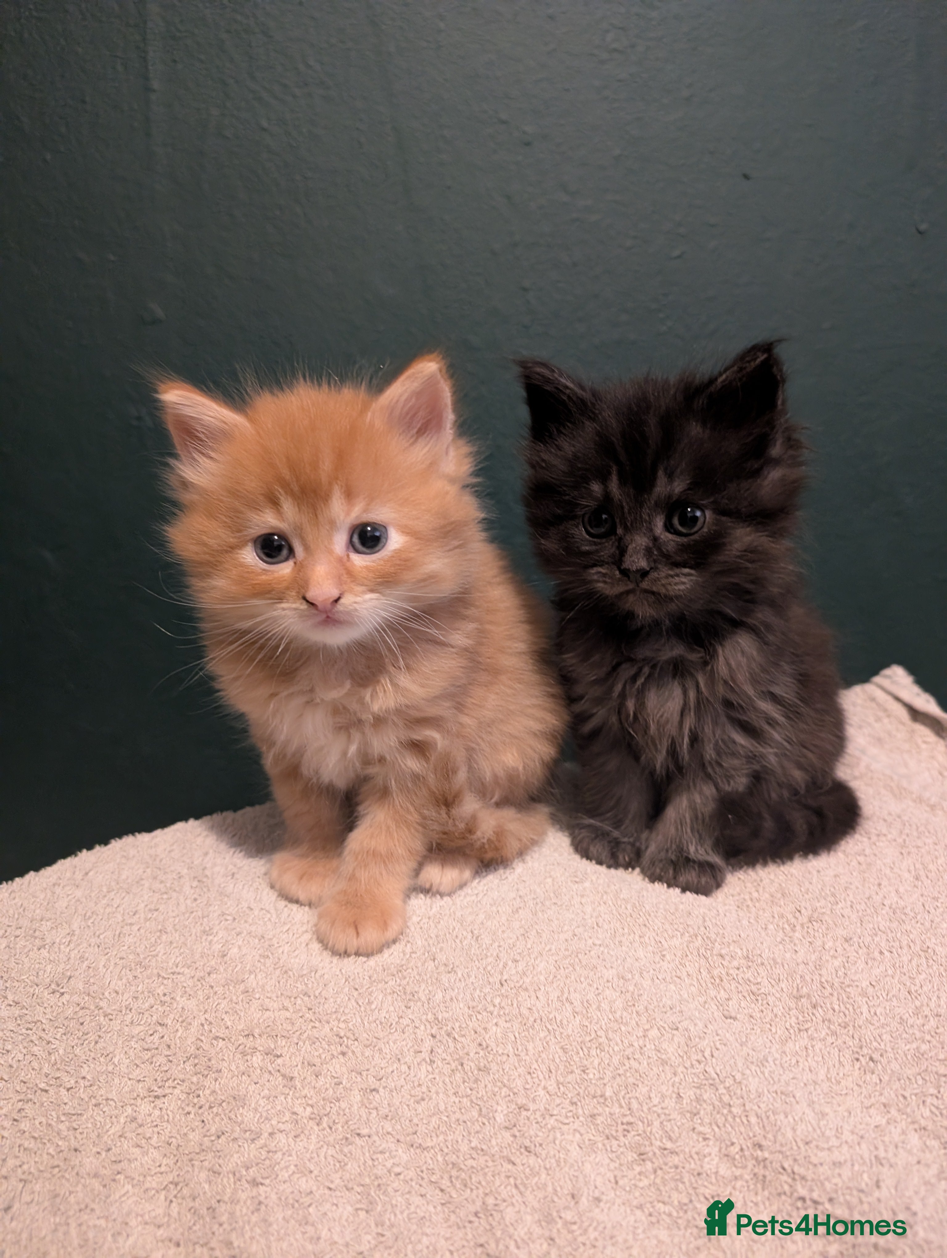 Maine Coon cats Beautiful Maine Coon kittens  - Advert 2