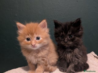 Maine Coon cats Beautiful Maine Coon kittens - Advert 2