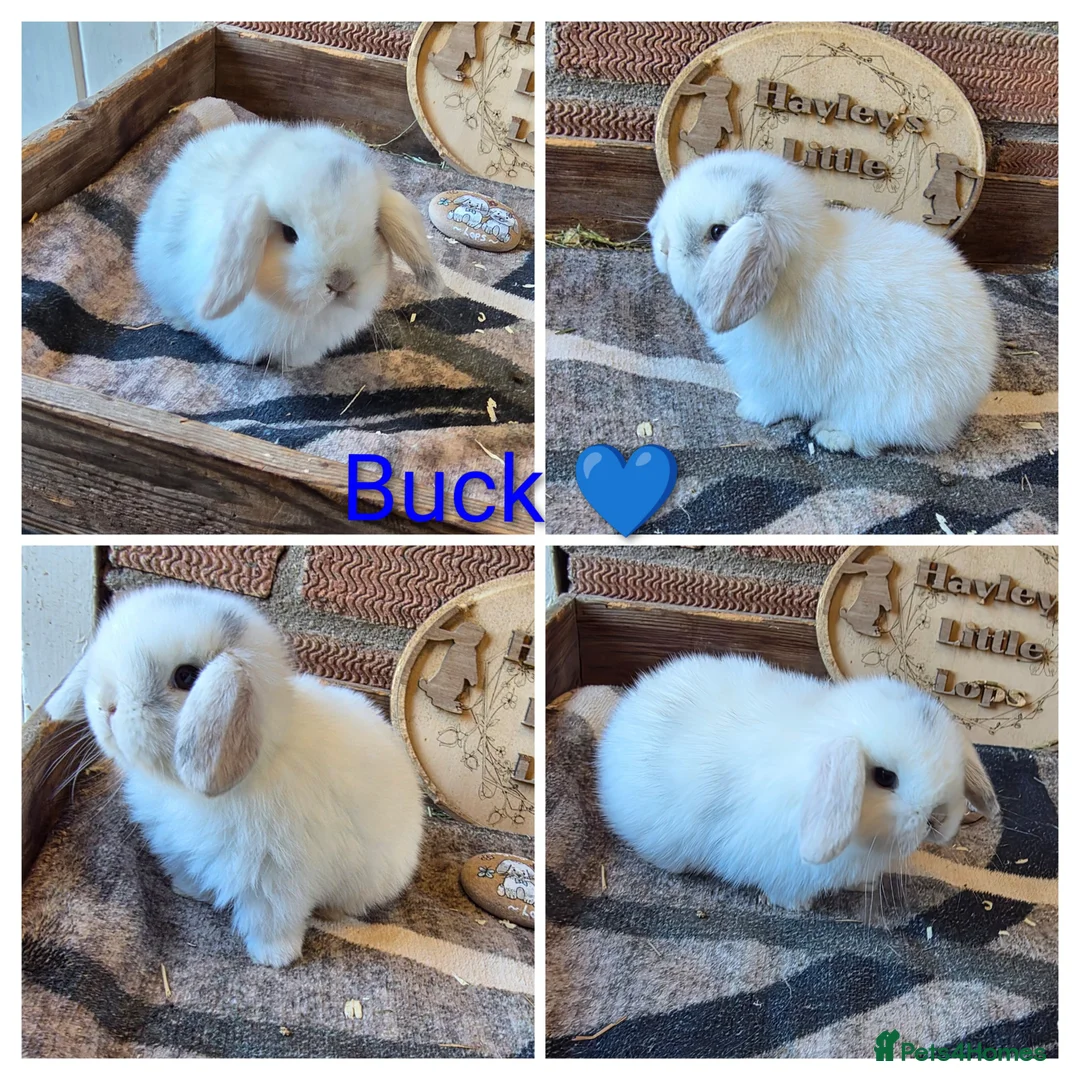 Mini Lop rabbits for sale: Gorgeous pure breed mini lops  - Advert 4