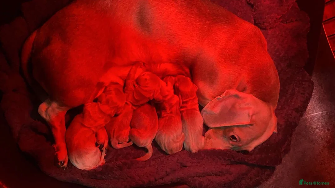 Miniature Dachshund dogs for sale: Miniature Dachshunds 2 girls left  - Advert 5