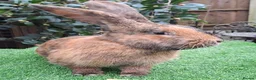 Continental Giant rabbits for sale: Super Stud Bunnies Health checked and Vaccinated  - Advert 7
