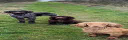 German Wirehaired Pointer dogs for stud: German Wirehaired Pointer at Stud - Advert 10