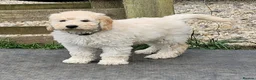 Mini Goldendoodle dogs for sale: Miniature Goldendoodle Puppies  - Advert 8