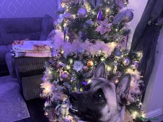 Mixed Breed dogs King needs a home - Advert 1