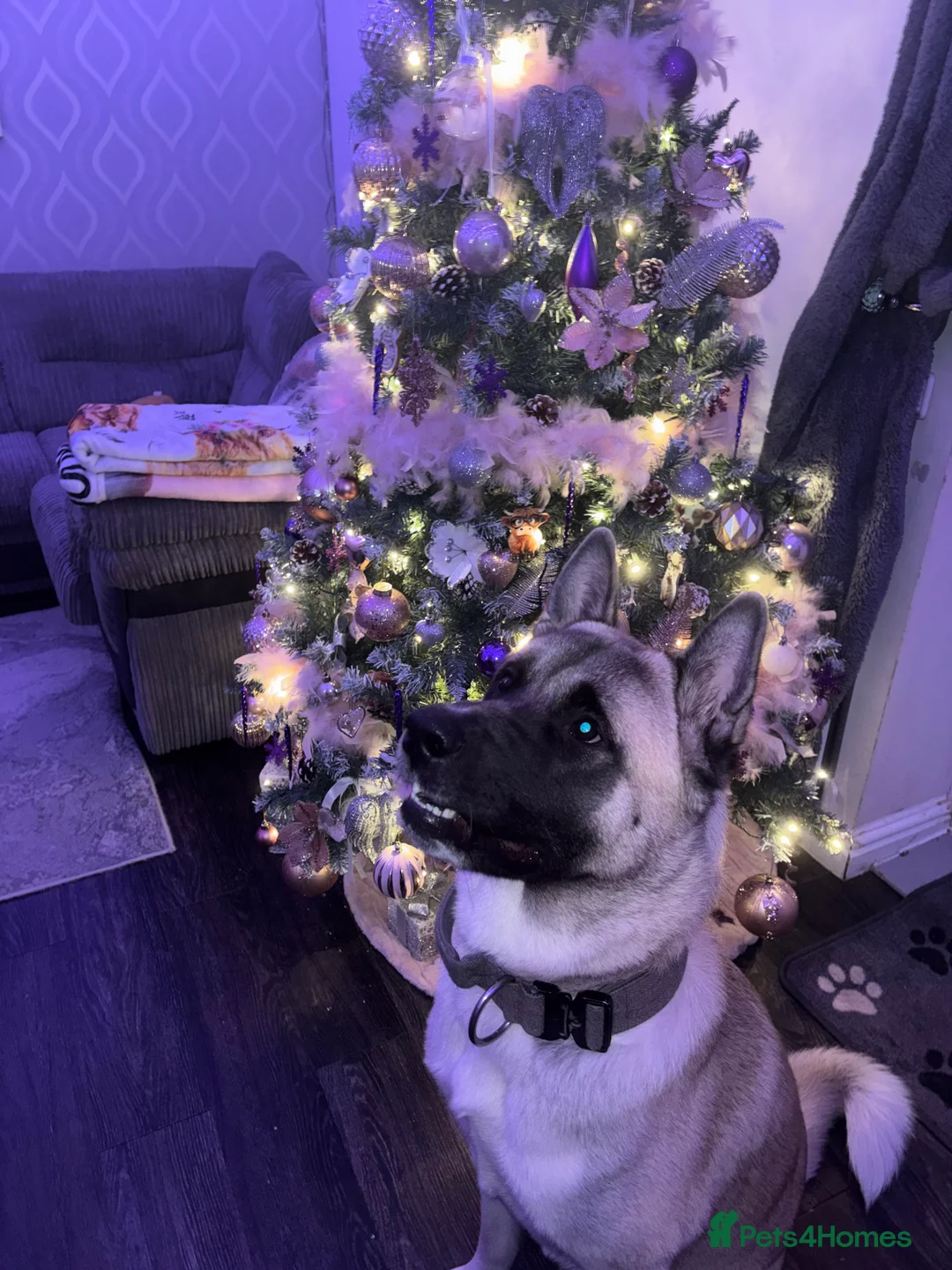 Mixed Breed dogs for sale: King needs a home  - Advert 1