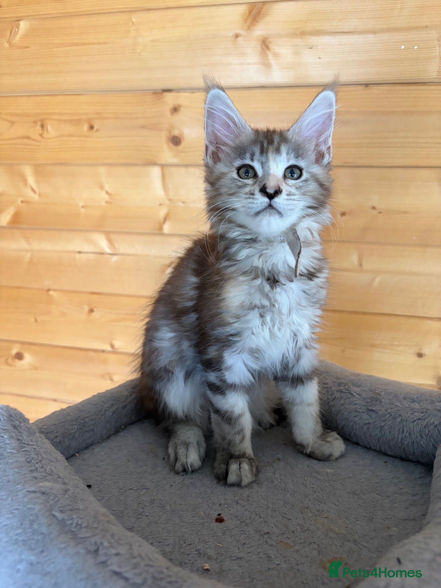 Maine Coon cats GCCF Registered beautiful kittens ❤️ - Advert 1