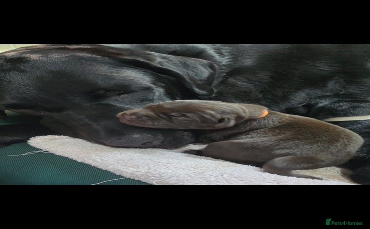 Labrador Retriever dogs - Advert 2