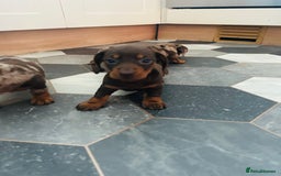Dachshund dogs for sale: Miniature Dachshund 🐾 - Image 4