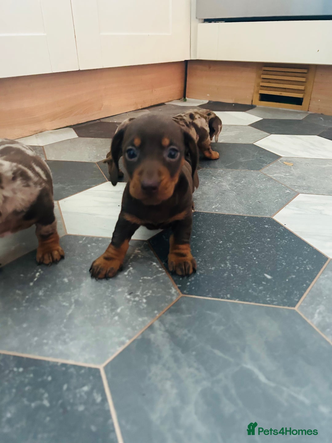 Dachshund dogs for sale: Miniature Dachshund 🐾 - Image 4