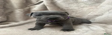 Staffordshire Bull Terrier Puppy 6
