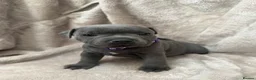 Staffordshire Bull Terrier dogs for sale: KC Registered Staffordshire Bull Terrier Puppies - Advert 27