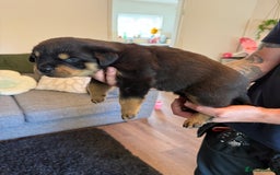 Rottweiler dogs for sale: Rottweiler puppies  - Image 15