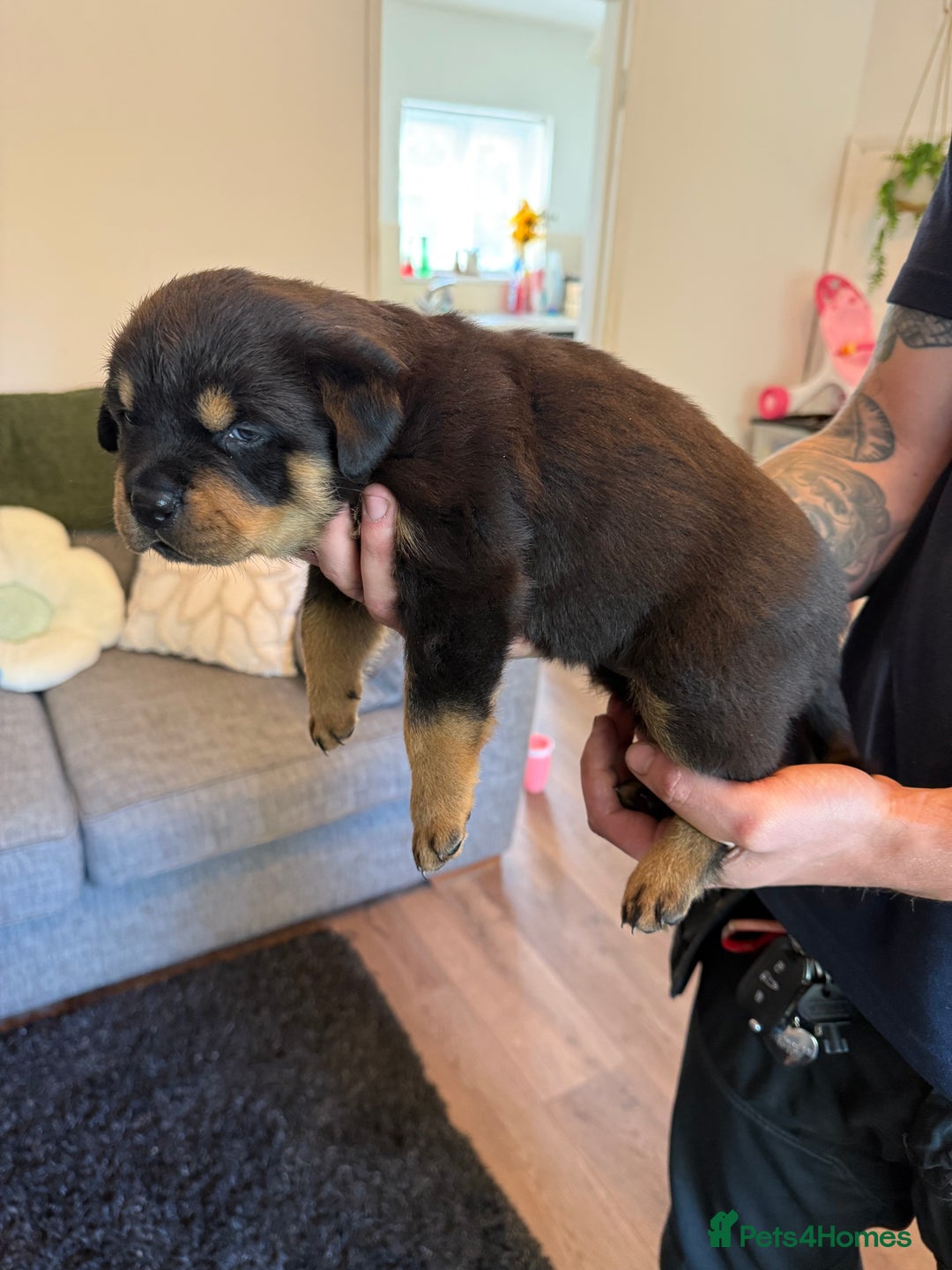 Rottweiler dogs for sale: Rottweiler puppies  - Image 15