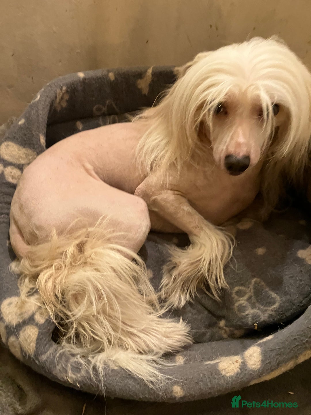 Chinese Crested dogs for stud: Cream/white Chinese crested stud - Advert 2