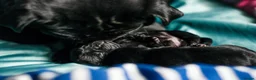 Pug dogs for sale: Pug puppies - Advert 10