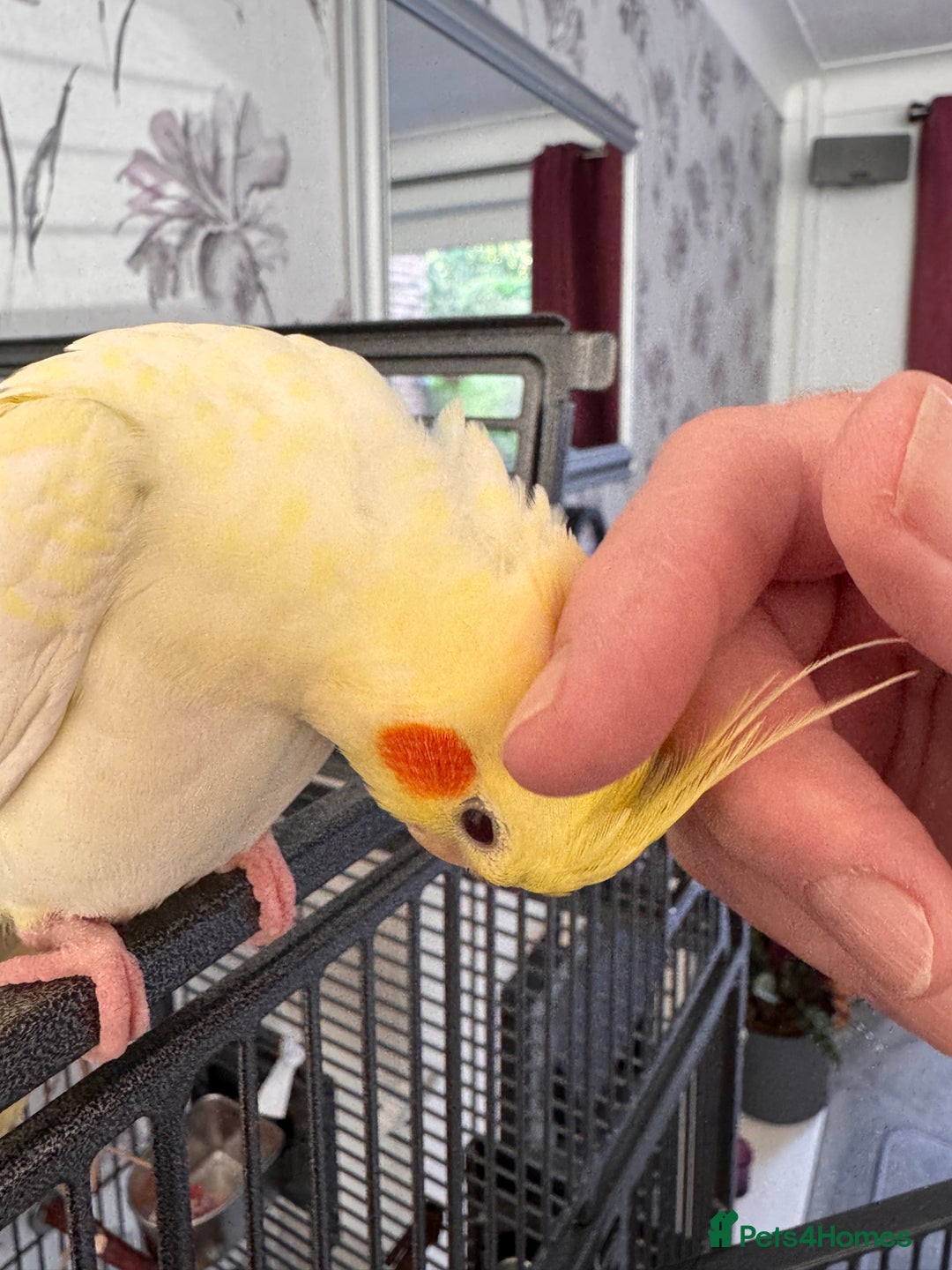 Cockatiels birds for sale: Lutino Cockatiel   & Cage -  Pending Collection - Image 4